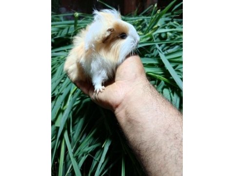 Yetişkin ve yavru guinea pigler mevcuttur