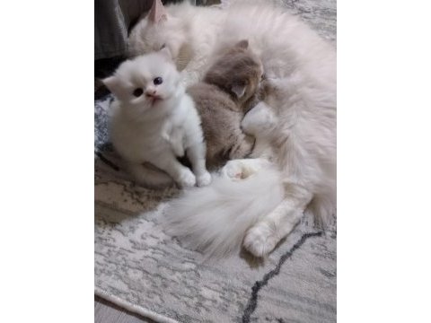 British longhair bebişler