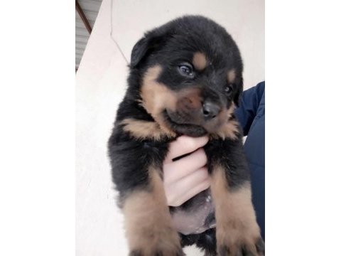 Rottweiler yavrularımız