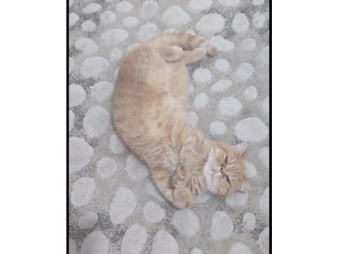 9 aylık dişi exotic shorthair