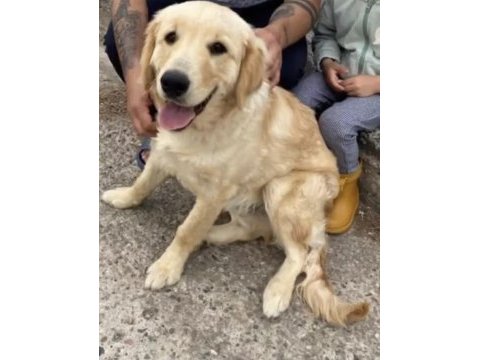 7 aylık golden retriever