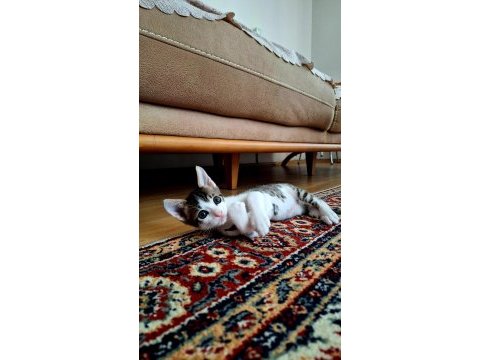 Evcil yavru erkek kedi, 2 aylık, tekir