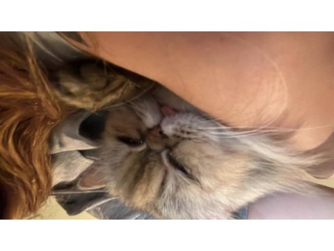 Sokağa atılan güzeller güzeli chinchilla kız