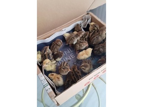 Bıldırcın civcivleri ve kuluçkalık bıldırcın yumurtası