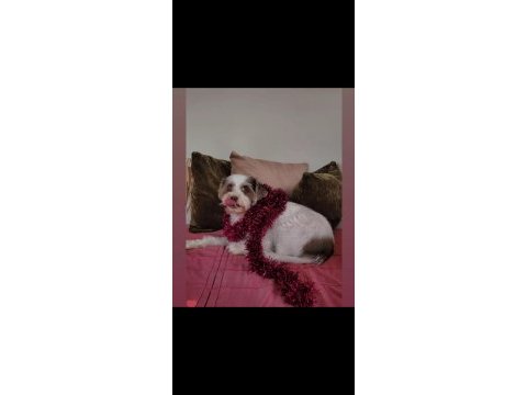 Ücretsiz 5 yaşında dişi terrier