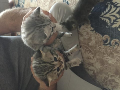 British shorthair yavrular 6 tane