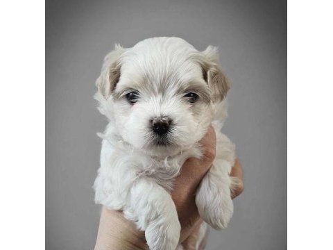 Çok özel maltipoo yavrularımız