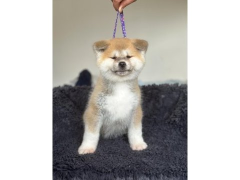 Fci kif şecereli safkan akita inu yavru