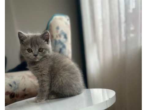 British yavrularımıza yeni yuvalar arıyoruz