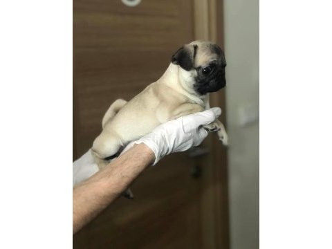 Hamburger suratlı pug / mops puppy