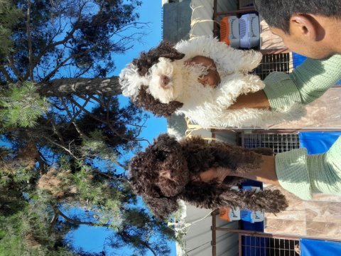 Lagotto yavrularımız biri birinden güzal maşallah