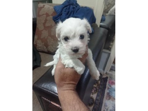 Maltese yavrular