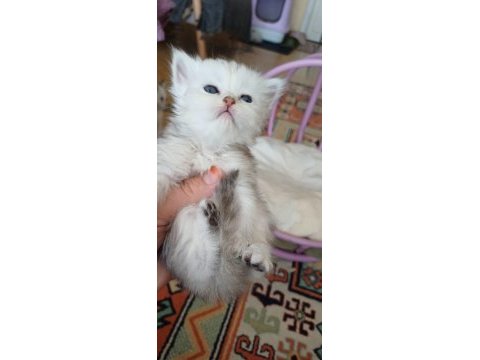 Sütten kesilmek üzere persian yavrular