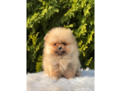 Pomeranian boo yavrularımız yeni yuvasını arıyor