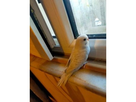 Yavru ele alışık muhabbet kuşları