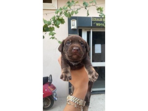 Rus finosu köpeğimiz