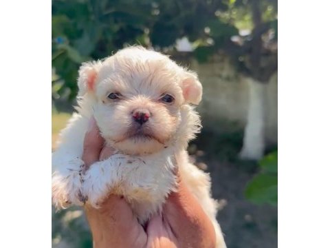 Maltese yavru minyatür boy