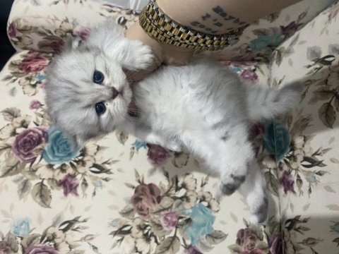 Eskişehir tepebaşı british longhair