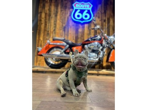 Renkli gözlü ırk garantili french bulldog yavrum