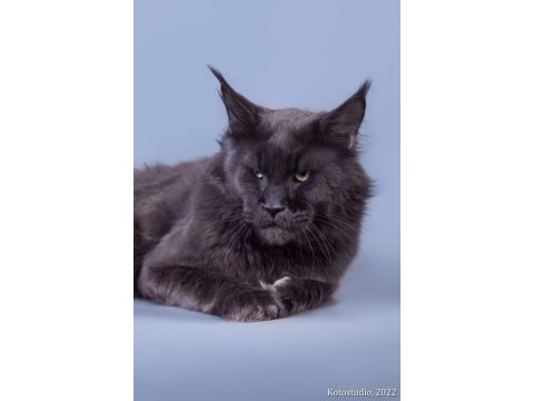 Maine coon dişi black smoke tortie wcf pet