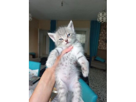 2 aylık british shorthair
