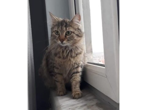 Kedimiz popnçikella acil yuva arıyor