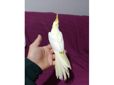 3 aylık yavru sultan papağanı