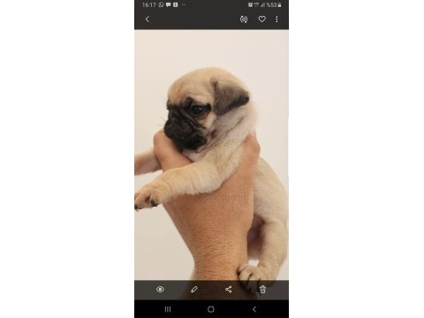 Muhteşem safkan pug yavruları