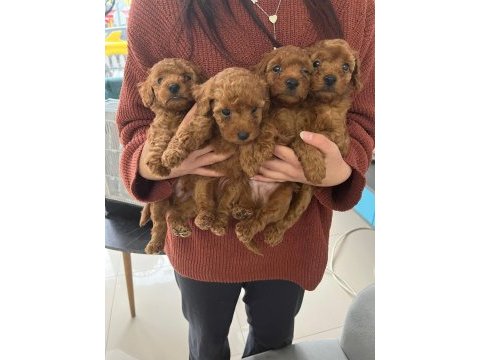 Poodle miniklerim benim