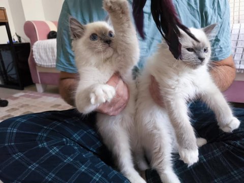 Ragdoll bebekler