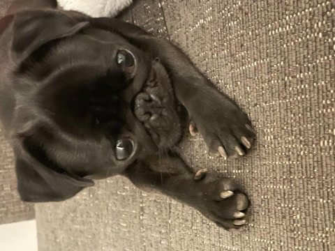 Çiftleştirme pug köpeğimiz için
