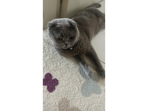 Kısırlaştırılmış ev kedisi scottish fold