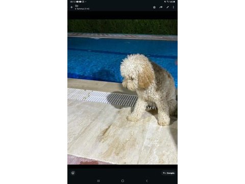 Her ile gönderim var çipli karneli pasaportlu poodle