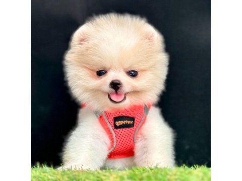 Sevimli pomeranian boo yavrularımız