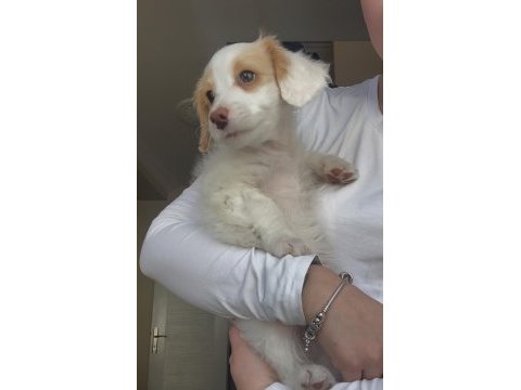 Maltipoo yavru köpeğimiz