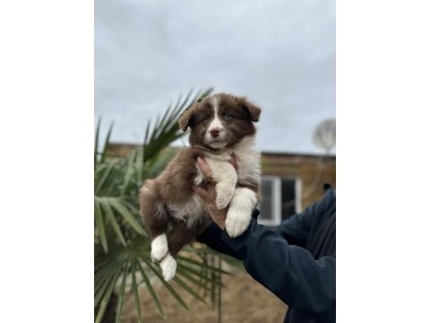 Border collie yavruları