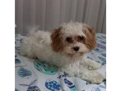 Maltipoo beş aylık dişi
