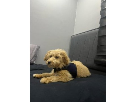 6 aylık maltipoo