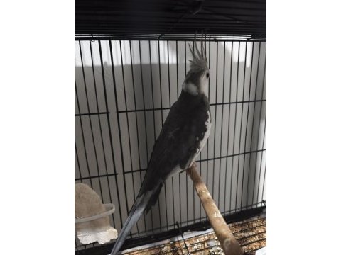 Whiteface erkek sultan