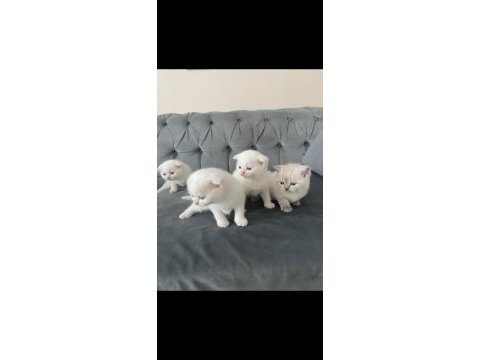 Scottish fold erkek kardeşler