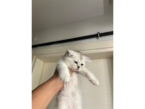 2 aylık erkek british shorthair yavrular