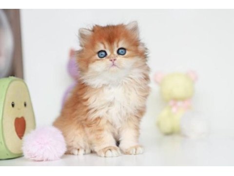 Altın parlaklığında golden british longhair 
