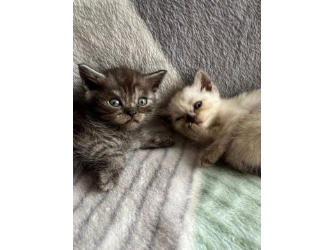 Mavi gözlü british shorthair yavrularımız