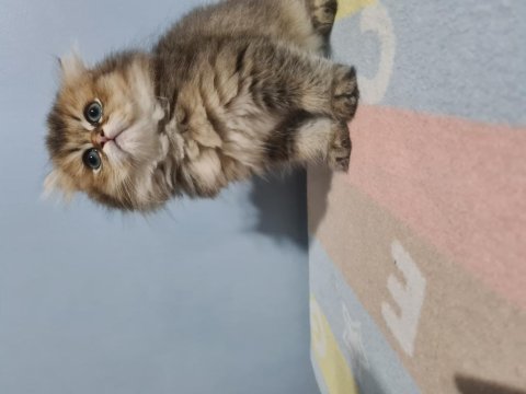 Yakışıklı oğlum british longhair