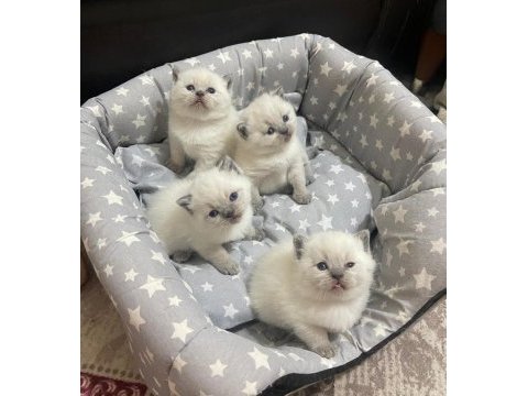 British shorthair yavrularım yuvalarını bekliyor