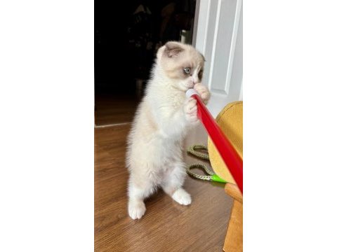 Satılık scottish fold yavrusu