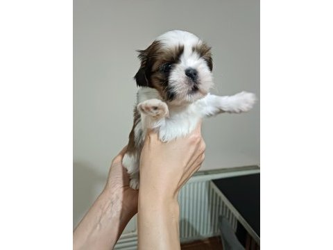 Yetiştirici aileden show lıne shih tzu yavruları