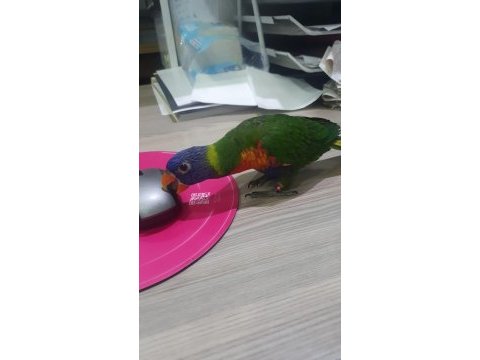 6 aylık lori papağanı