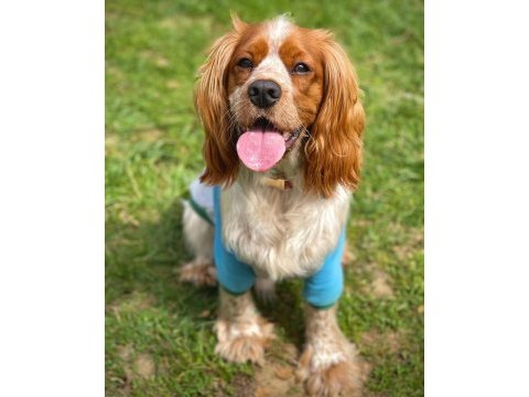 Cavalier king charles oğluma acil bir aile arıyorum