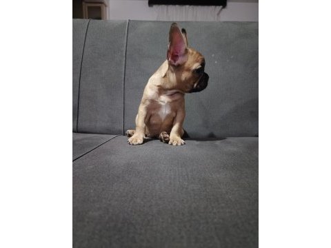French bulldog dişi